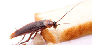 Jak bezpiecznie zwalczyć karaluchy w mieszkaniu