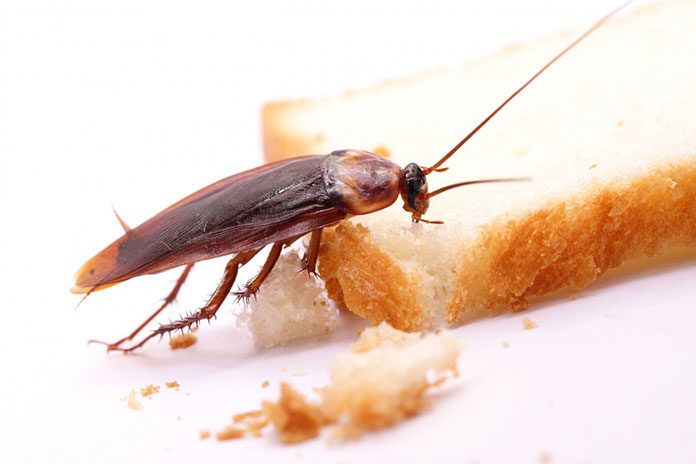Jak bezpiecznie zwalczyć karaluchy w mieszkaniu