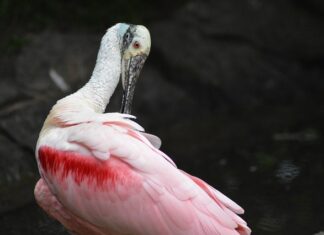 W jakim programie Wygładzić twarz?