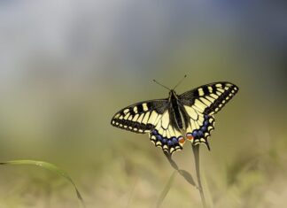 Jak zrobić ogon królika?