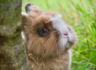 Jak zrobić królika z jajkiem?