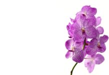 Czy storczyk może stać obok telewizora?