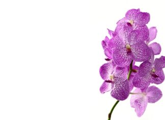 Czy storczyk może stać obok telewizora? Czy storczyk może stać obok telewizora?