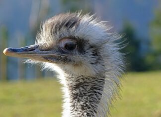 Jak najszybciej suszyć kwiaty?