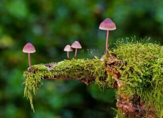 Jakie są rodzaje głowic?