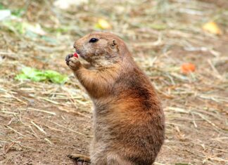 Jak zrobić myszki z jajek?