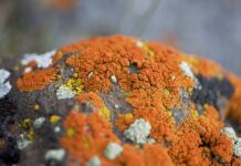 Jak usunąć glony domowym sposobem? Jak usunąć glony domowym sposobem?