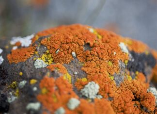 Jak usunąć glony domowym sposobem?