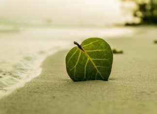 Czy liść jest roślina?