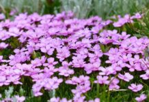 Jak pozbyć się mchu na dachu?