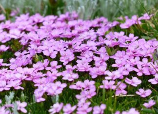 Jak pozbyć się mchu na dachu? Jak pozbyć się mchu na dachu?