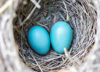 Ile wat ma gniazdo zapalniczki samochodowej? Ile wat ma gniazdo zapalniczki samochodowej?