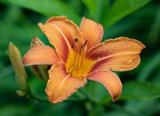 Czy illy to dobra kawa?