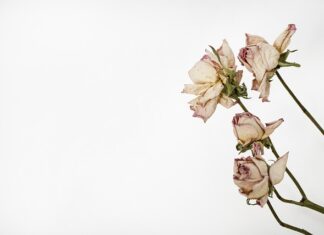 Jak wklejać liście do zielnika?