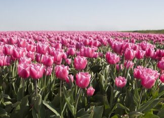 Jakich żarówek nie można mieć w samochodzie? Jakich żarówek nie można mieć w samochodzie?
