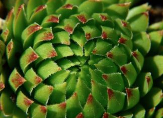 Co to za roślina online?