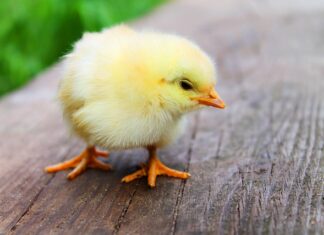 Z czego zrobić kurczaczki? Z czego zrobić kurczaczki?