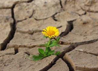 Jak się suszy rośliny?