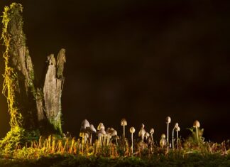 Jakie są rodzaje Fajerwerek?