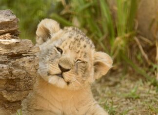 Co dać na dno oczka wodnego? Co dać na dno oczka wodnego?