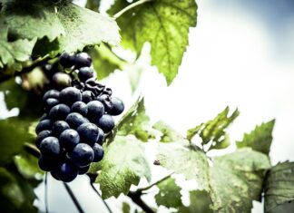 Jaki lokalizator GPS do motocykla?