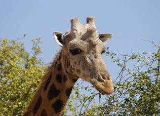 Jak zrobić kurę z jajka?