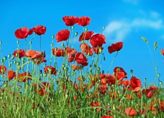 Jak suszyć chwasty?