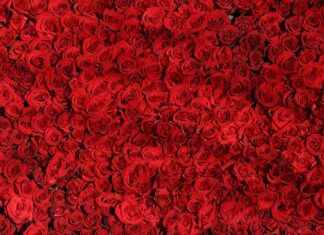 Co zamiast róż na Walentynki?