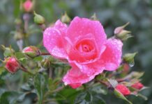 Czym podlewać skrzydłokwiat aby ładnie kwitły?