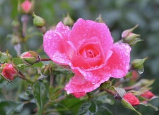 Czym podlewać skrzydłokwiat aby ładnie kwitły? Czym podlewać skrzydłokwiat aby ładnie kwitły?