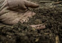 Czy glinka oczyszcza? Czy glinka oczyszcza?