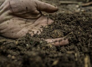 Czy glinka oczyszcza? Czy glinka oczyszcza?