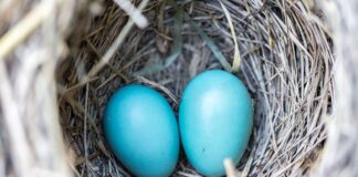 Ile wytrzyma gniazdo zapalniczki?