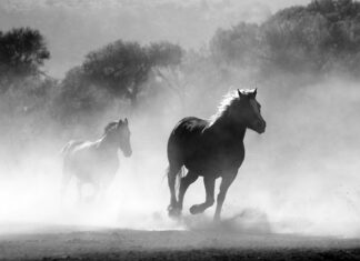 Jak palić z klasą?