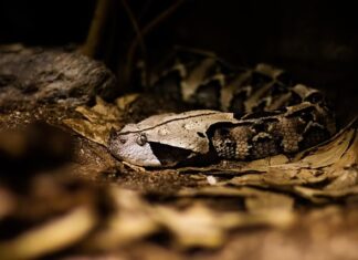 Jaka jest najbardziej niebezpieczną roślina?