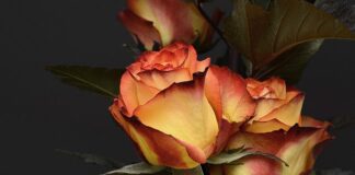 Jak można spędzić czas w walentynki?