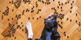 Karmy dla psów alergików